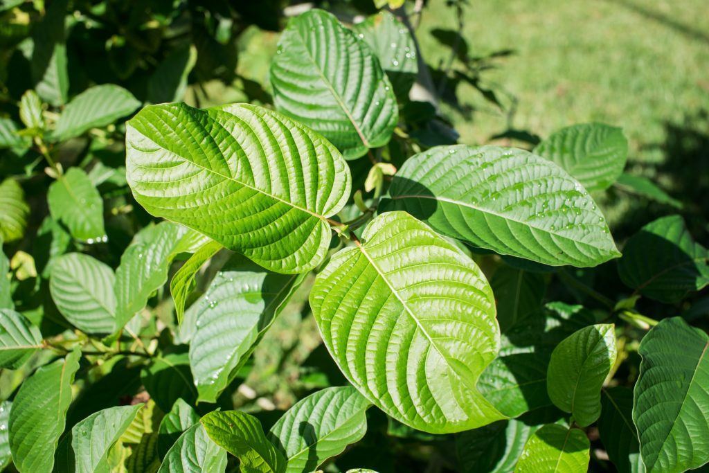 kratom for pain management